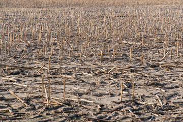 Poster - field harvested after maize.