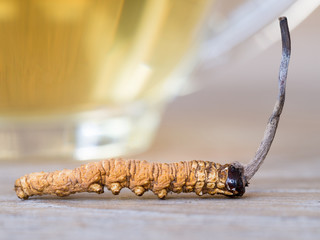 Wall Mural - Ophiocordyceps sinensis or mushroom cordyceps this is a herbs placed in front of a glass of cordyceps water. on wooden tablew. Medicinal properties in the treatment of diseases.