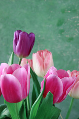 Poster - pink tulips in the garden