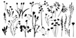 Silhouettes of field wild plants and flowers, big set, collection, vector.
