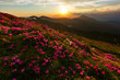 © reme80 - A beautiful summer evening in the Ukrainian Carpathian Mountains, covered with flowering rhododendron with millions of magic flowers, covered around.