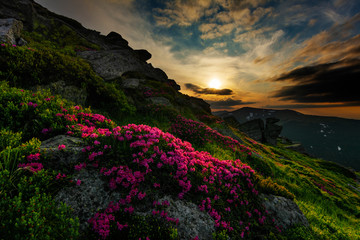 Wall Mural - A beautiful summer evening in the Ukrainian Carpathian Mountains, covered with flowering rhododendron with millions of magic flowers, covered around.