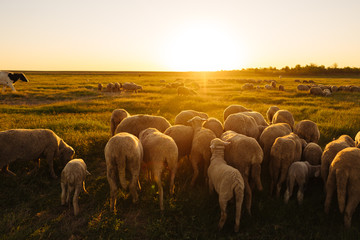 A lot sheep on the beautiful green meadow