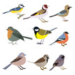 Set of beautiful multi-colored birds on a white background.