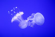 Background a lot of jellyfish, underwater world