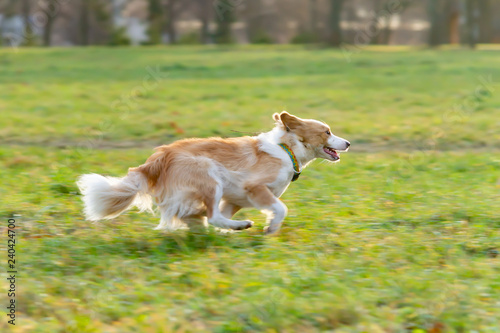 border collie frisbee training