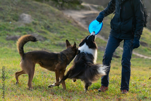 border collie frisbee training