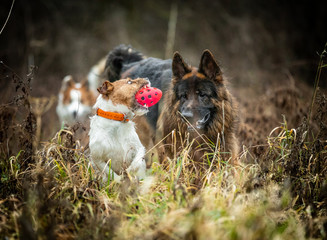 Wall Mural - The Terrier