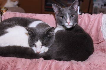 GRAY AND WHITE CATS