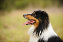Sheltie Dog Portrait In Field