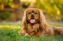 Cavalier King Charles Spaniel Dog Outdoor Portrait