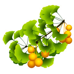 ginkgo biloba tree branch with green leaves