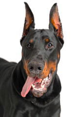 Wall Mural - Doberman isolated on white background