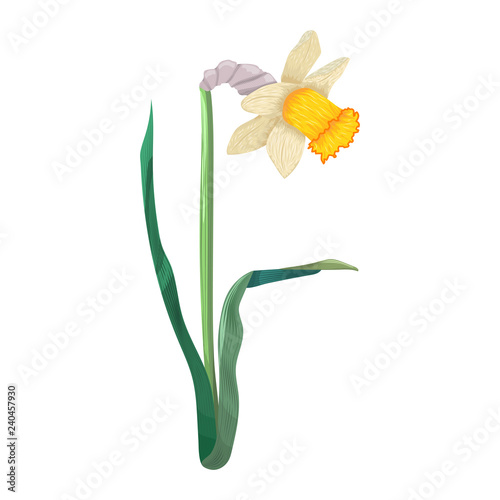 daffodil flower isolated on white background spring blossom blooming narcissus cute colored cartoon image vector illustration buy this stock vector and explore similar vectors at adobe stock adobe stock daffodil flower isolated on white