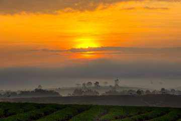 A beautiful sunset at Chui Fong tea plantation, Chiang Rai, Thailand