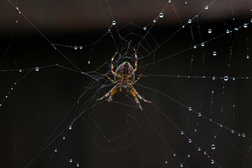 spider on a web