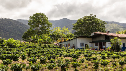 Sticker - plantation de café au Costa Rica