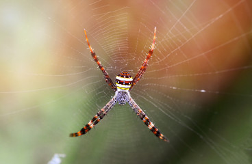 Colorful of Spider on the spider web in nature background - Macro insect