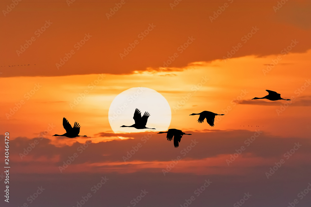 silhouette of flying flock of Common Crane on morning sky, migration in the Hortobagy National Park, Hungary, puszta is famous ecosystems in Europe and UNESCO World Heritage Site - obrazy, fototapety, plakaty 