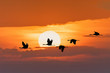 © ArtushFoto - silhouette of flying flock of Common Crane on morning sky, migration in the Hortobagy National Park, Hungary, puszta is famous ecosystems in Europe and UNESCO World Heritage Site
