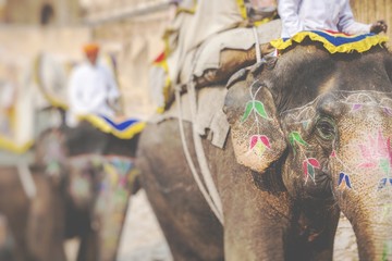 decorated elephants in jaleb chowk in amber fort in jaipur, india. elephant rides are popular touris