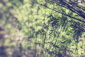 Wall Mural - Bamboo forest in the morning. Selective Focus.