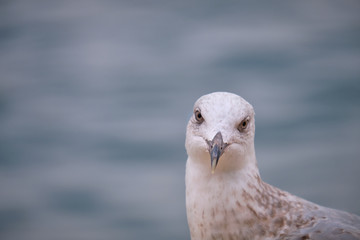 Head shot of herring seagull on the coast of Croatia