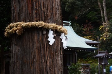 Canvas Print - Sacred tree and Shimenawa in the Japanese shrine