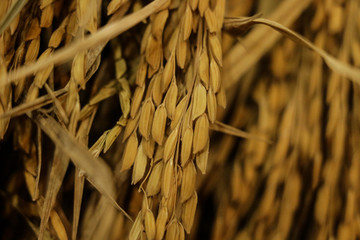 Wall Mural - Rice Close up