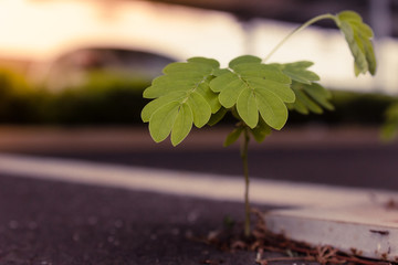 plant growing on asphalt