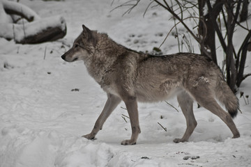 Gray wolf on winter white snow