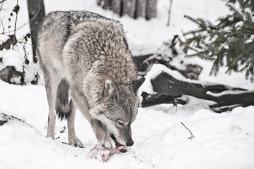 Wall Mural - Gray wolf on white snow with a piece of meat. the beast is cautious