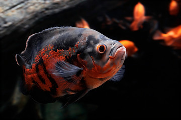 Oscar (Astronotus ocellatus) close-up