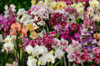  orchids in the store of plants of different colors and varieties selling flowers in pots grow orchids care arangery shop