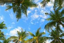 Bottom View Of Palm Trees Tropical Forest At Blue Sky Background
