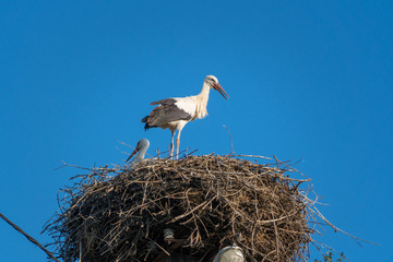 White storks on the nest