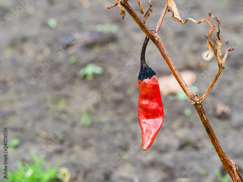 Fotografía dried red pod of chile pepper on bush close up