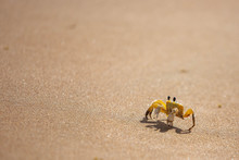 Funny Cute Crab Crawling At The Beach Sand Alone