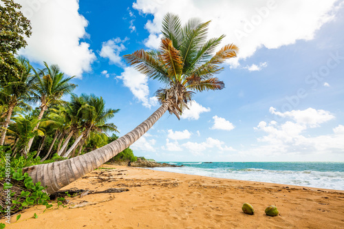 Tropical Beaches Wallpaper Murals Gallery Tropical Wallpaper Nz