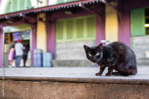 Photo Beautiful cute cat on the street wild homeless