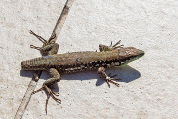 lizard without tail
