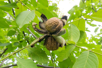 juglans regia ripe walnuts on a branch tree