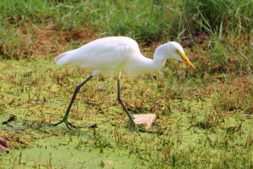 stork