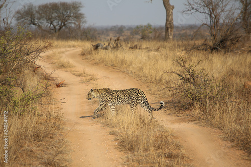 Photo African leopard at Kruger National Park