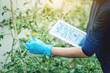 © Artem - Woman scientist testing the plant for the presence of genetic modification. GMO-free products and organisms