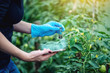 © Artem - Woman scientist testing the plant for the presence of genetic modification. GMO-free products and organisms