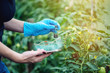 © Artem - Woman scientist genetic engineer testing the plant for the presence of genetic modification. GMO products and organisms