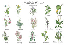 Watercolor Botanical Illustration Of Medicine Herbs