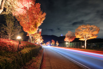 Car light on road decorative Maple tree illumination