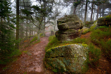 Wall Mural - Mystischer Wald am Mont Saint Odile in den Vogesen